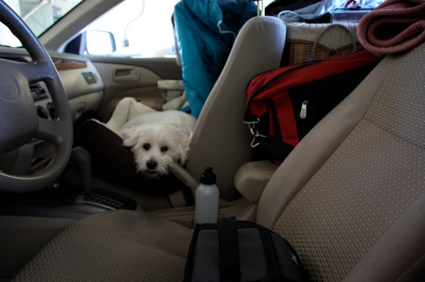 Dog in Packed Car